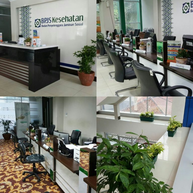 Daun Bahagia (Dieffenbachia maculata)